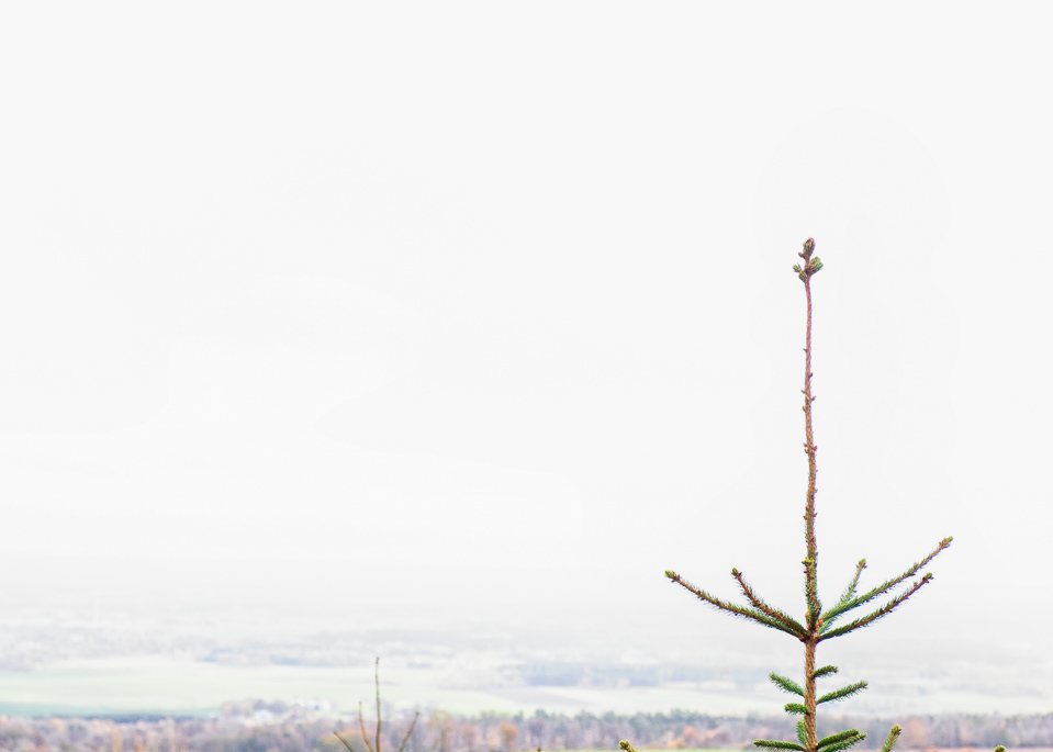 Perspektivs, tree top,