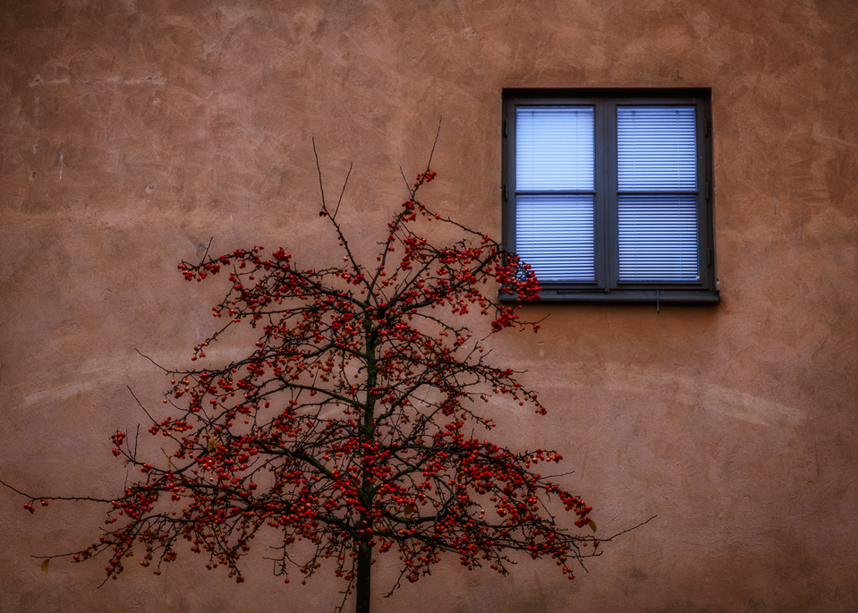 Winter, Blue, treee